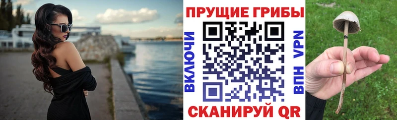 Купить где  Кумертау  Галлюциногенные грибы Psilocybine cubensis 